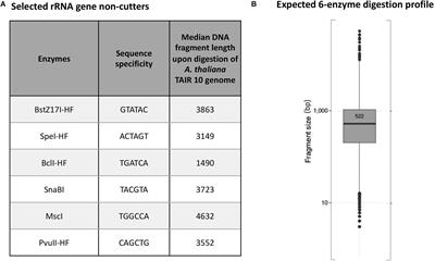 Targeted Enrichment of rRNA Gene Tandem Arrays for Ultra-Long Sequencing by Selective Restriction Endonuclease Digestion